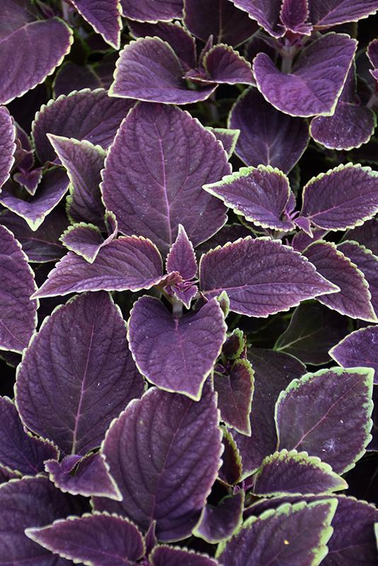 Coleus Volcanica Vino - View 7 from www redcrocus com