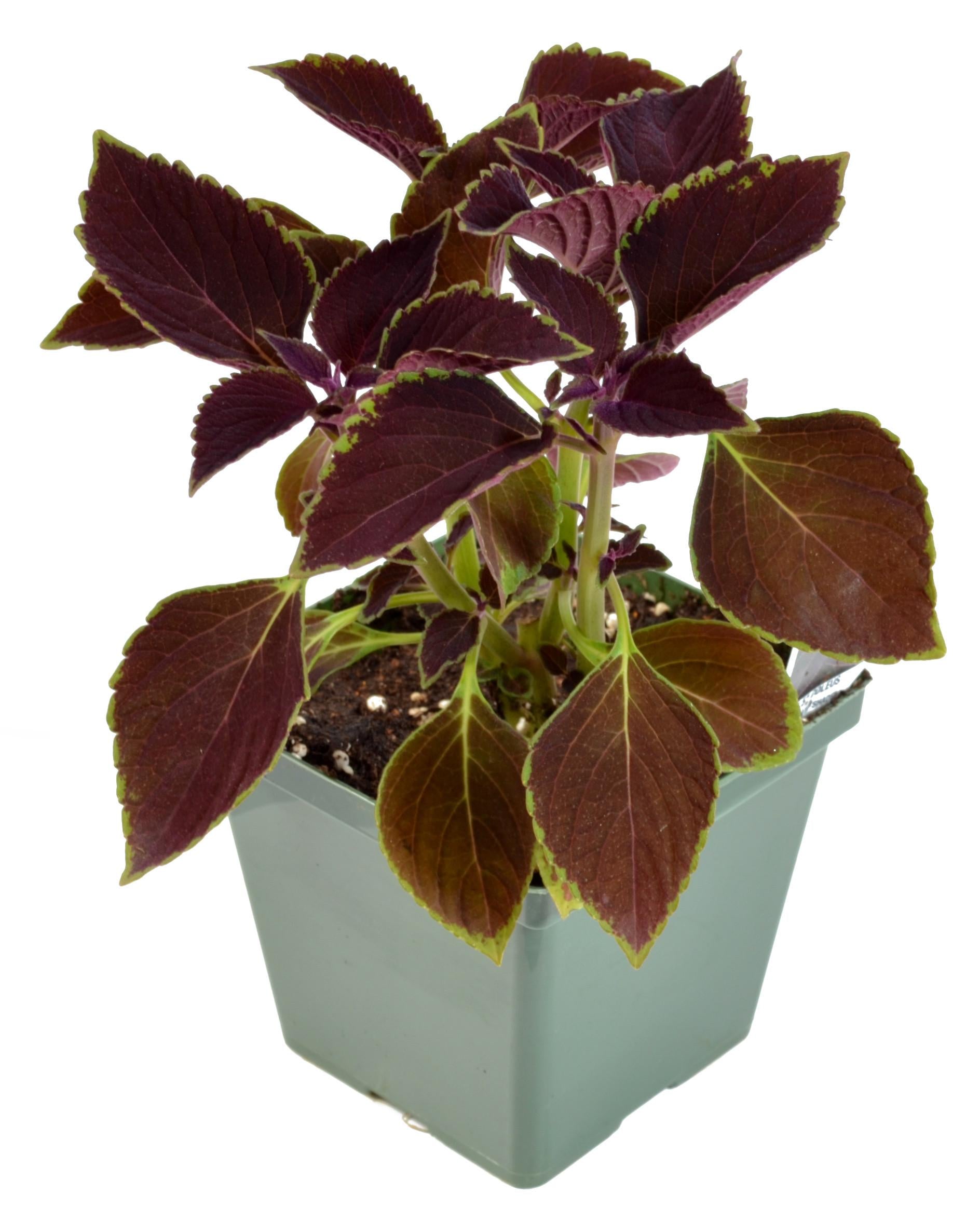 Coleus Volcanica Vino - View 8 from www redcrocus com
