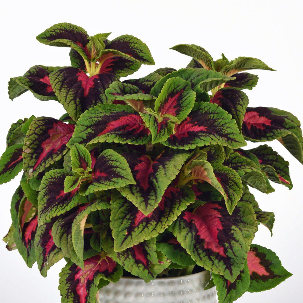 Coleus Volcanica Vino - View 9 from www redcrocus com