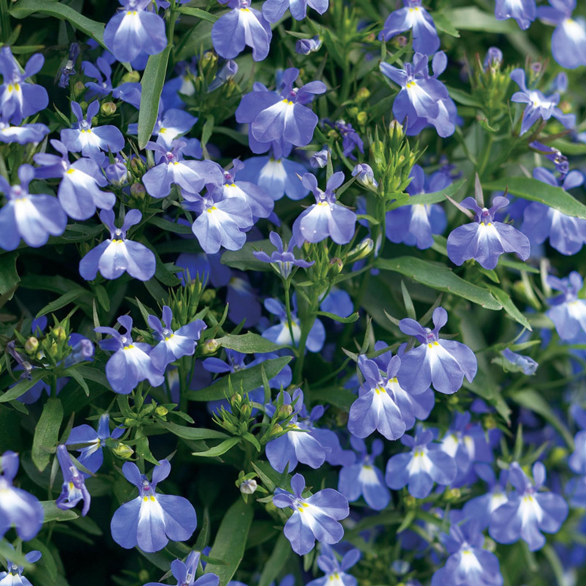 Lobelia Heatopia Dark Blue - View 10 from www redcrocus com