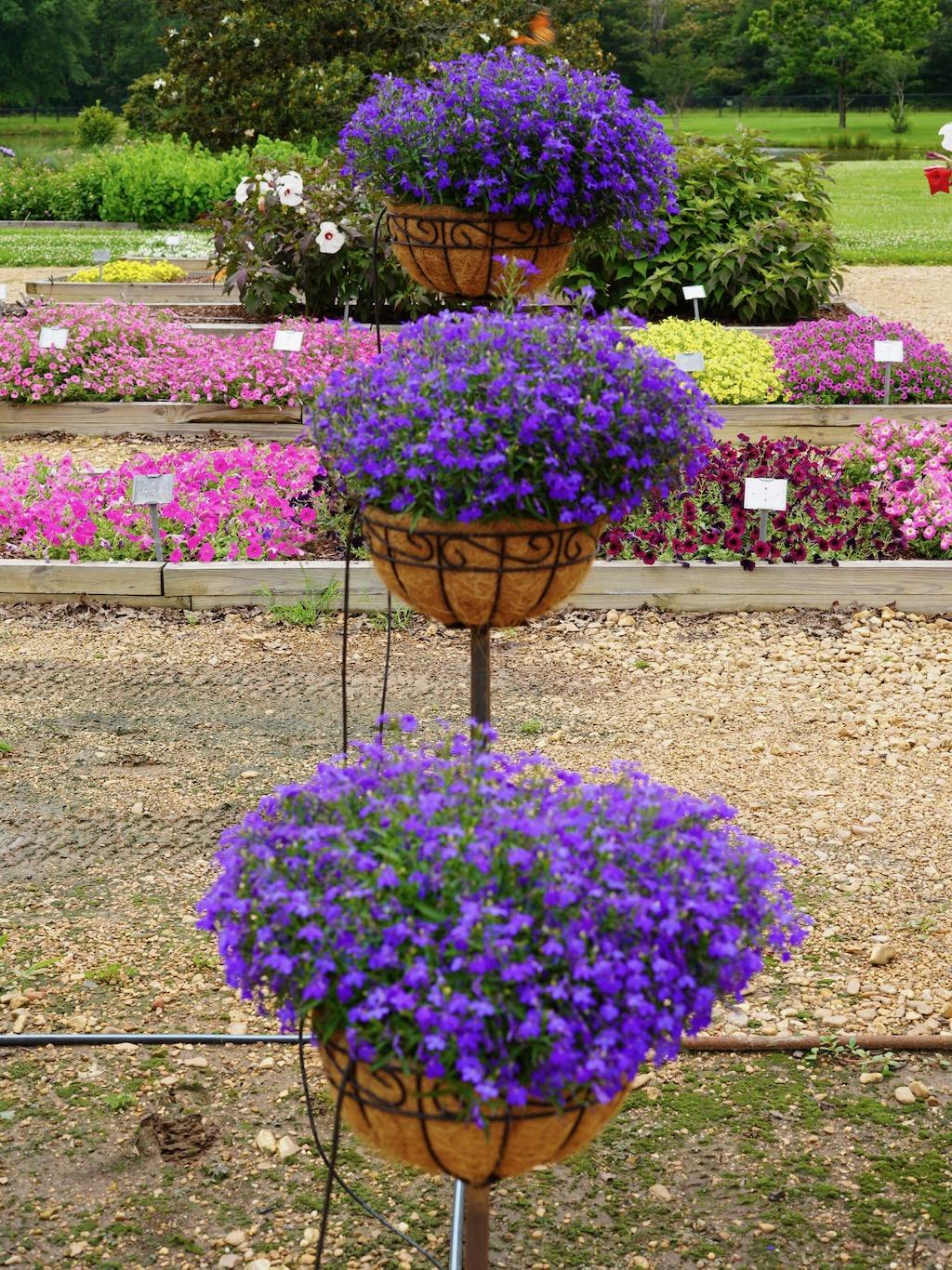 Lobelia Heatopia Dark Blue - View 2 from www redcrocus com
