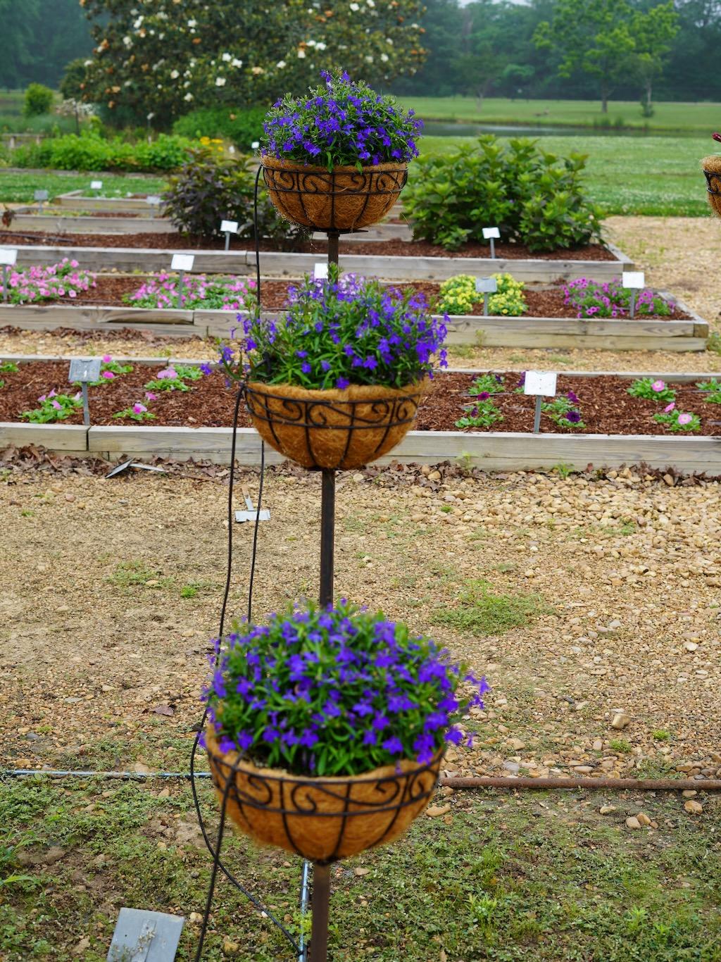 Lobelia Heatopia Dark Blue - View 4 from www redcrocus com