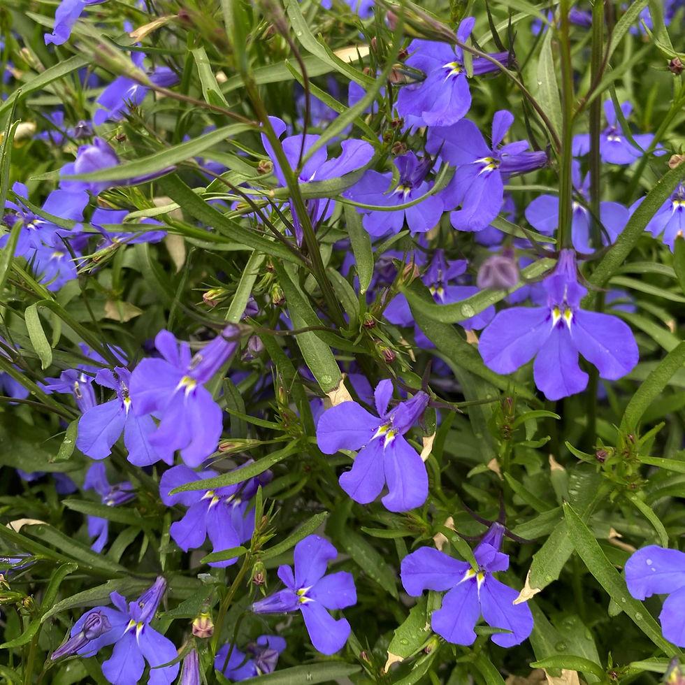 Lobelia Heatopia Dark Blue - View 5 from www redcrocus com