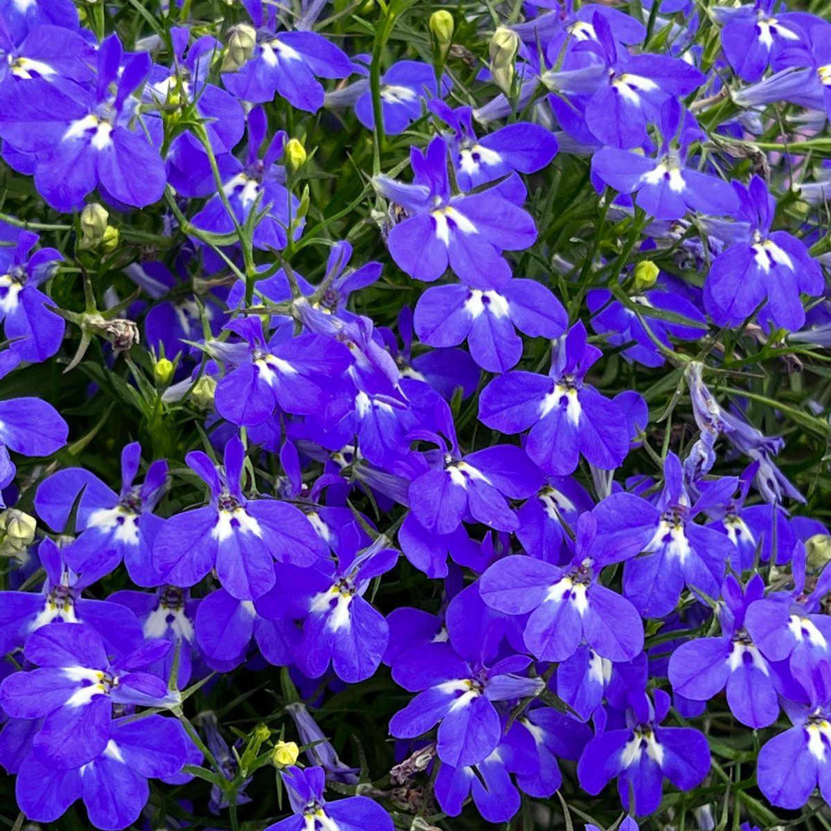 Lobelia Heatopia Dark Blue - View 7 from www redcrocus com