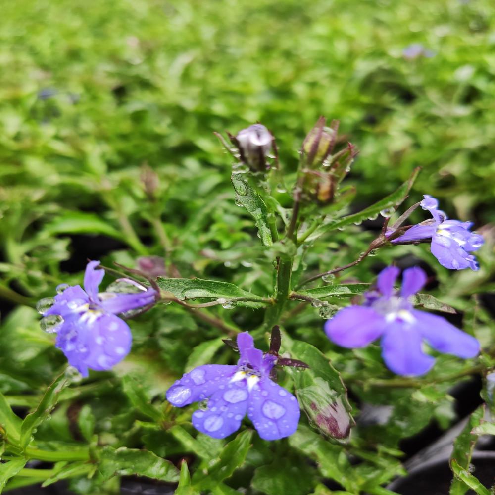 Lobelia Heatopia Dark Blue - View 8 from www redcrocus com