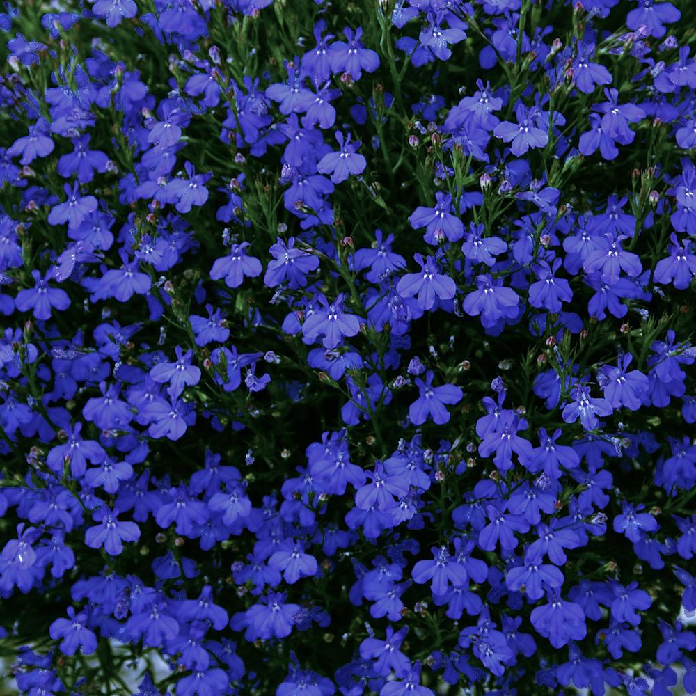 Lobelia Heatopia Dark Blue - View 9 from www redcrocus com