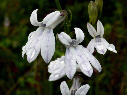 Lobelia Heatopia White - View 1 from www redcrocus com