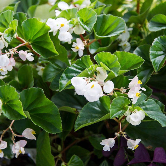 Begonia Babywing White With Bronze Leaf - View 11 from www redcrocus com