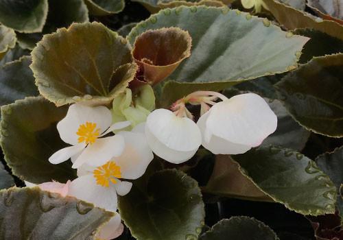 Begonia Babywing White With Bronze Leaf - View 2 from www redcrocus com