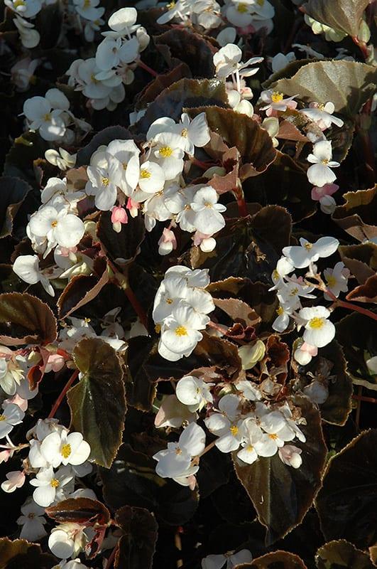 Begonia Babywing White With Bronze Leaf - View 5 from www redcrocus com