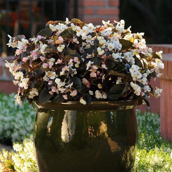 Begonia Babywing White With Bronze Leaf - View 6 from www redcrocus com