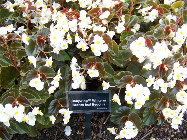 Begonia Babywing White With Bronze Leaf - View 7 from www redcrocus com