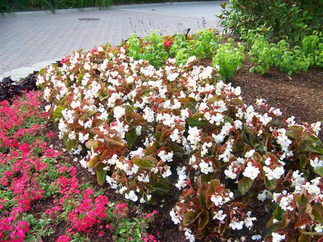 Begonia Babywing White With Bronze Leaf - View 8 from www redcrocus com