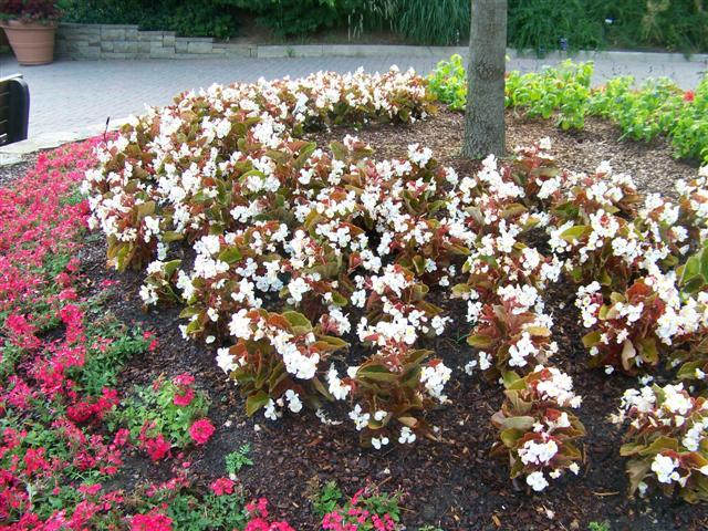 Begonia Babywing White With Bronze Leaf - View 9 from www redcrocus com