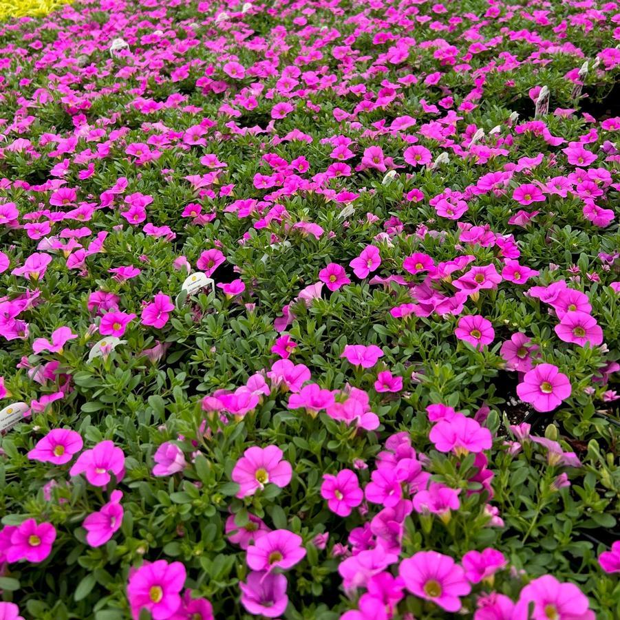 Calibrachoa Cabaret Light Pink - View 12 from www redcrocus com