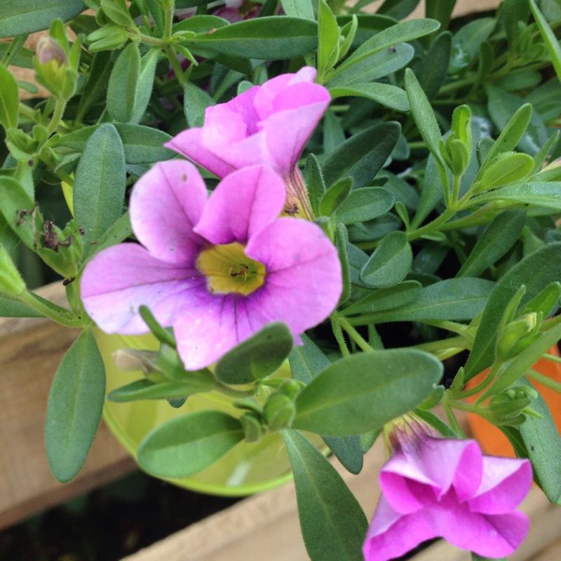 Calibrachoa Cabaret Light Pink - View 17 from www redcrocus com