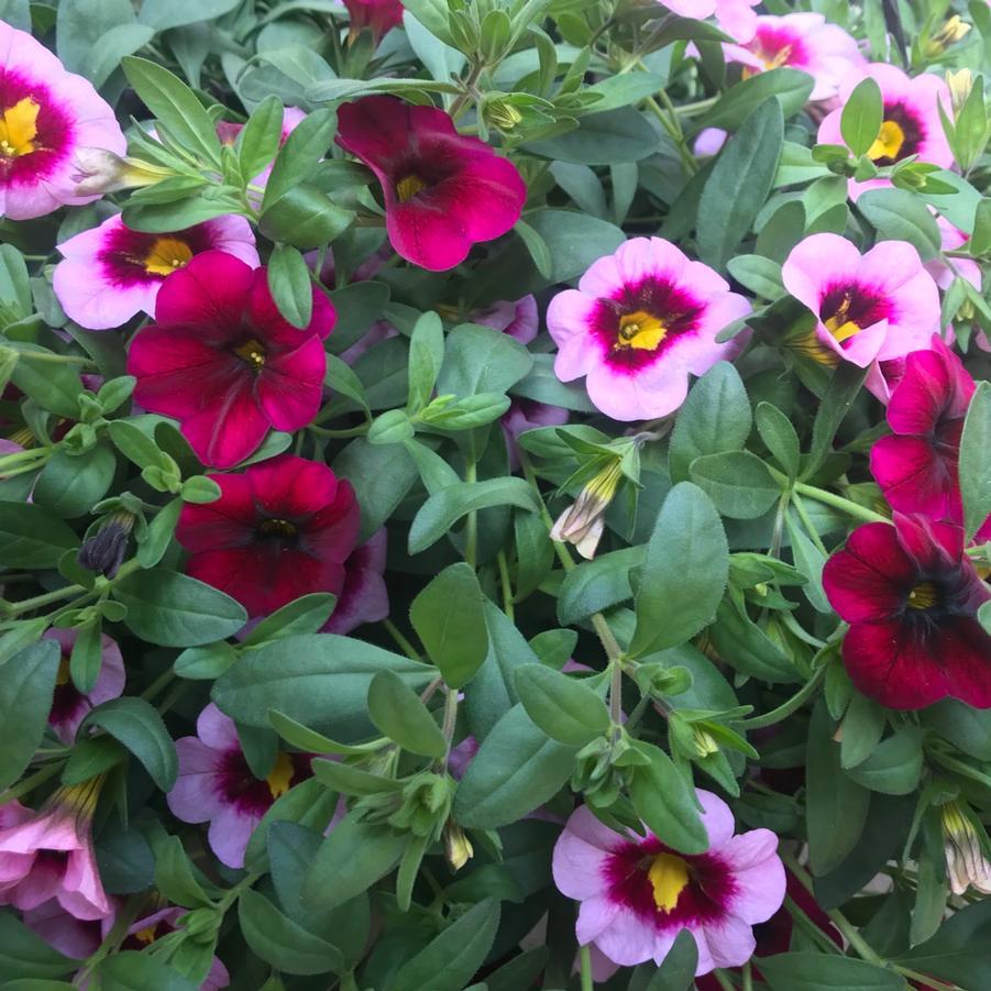 Calibrachoa Cabaret Light Pink - View 18 from www redcrocus com
