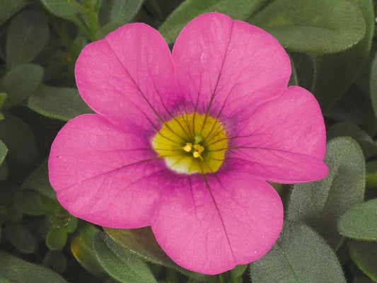 Calibrachoa Cabaret Light Pink - View 1 from www redcrocus com