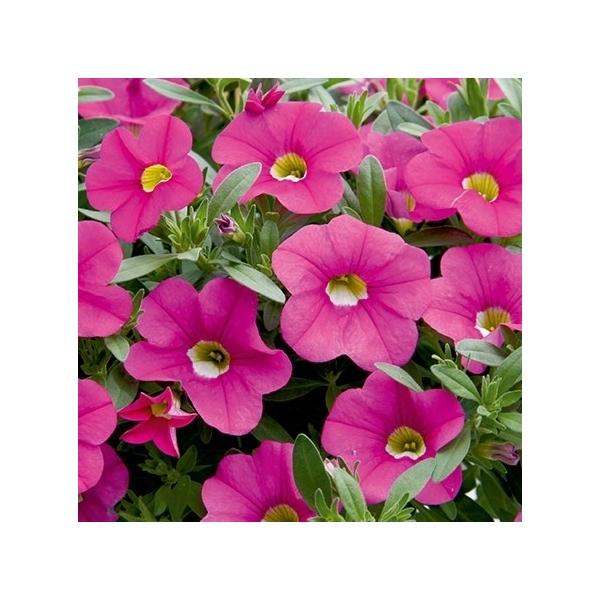 Calibrachoa Cabaret Light Pink - View 6 from www redcrocus com