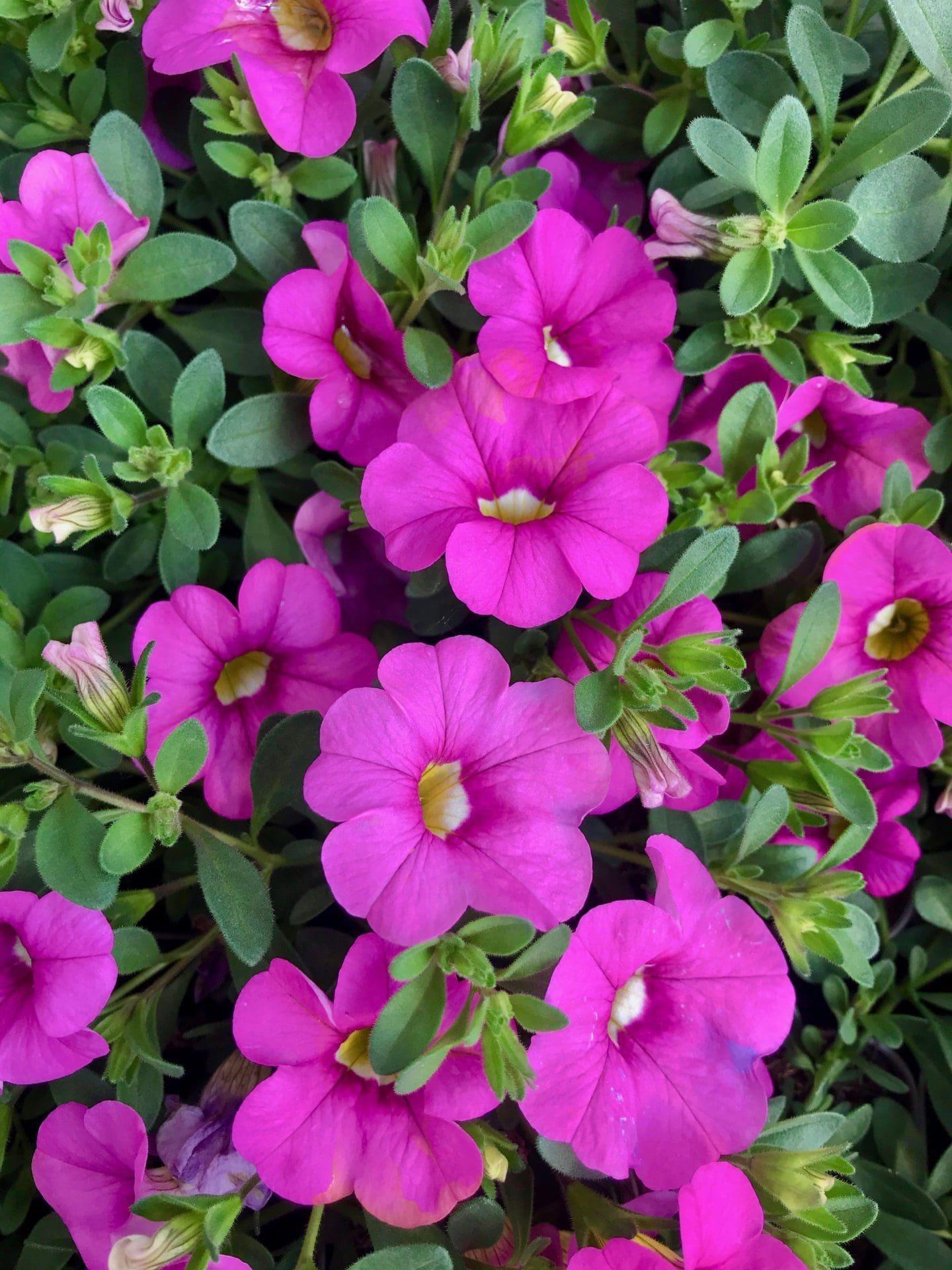 Calibrachoa Cabaret Light Pink - View 9 from www redcrocus com