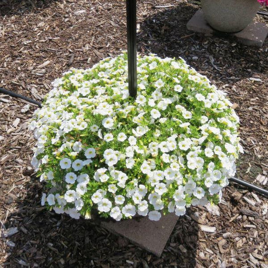 Calibrachoa Cabaret White - View 10 from www redcrocus com