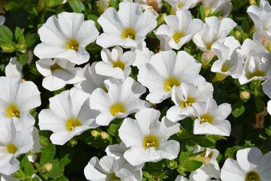 Calibrachoa Cabaret White - View 1 from www redcrocus com