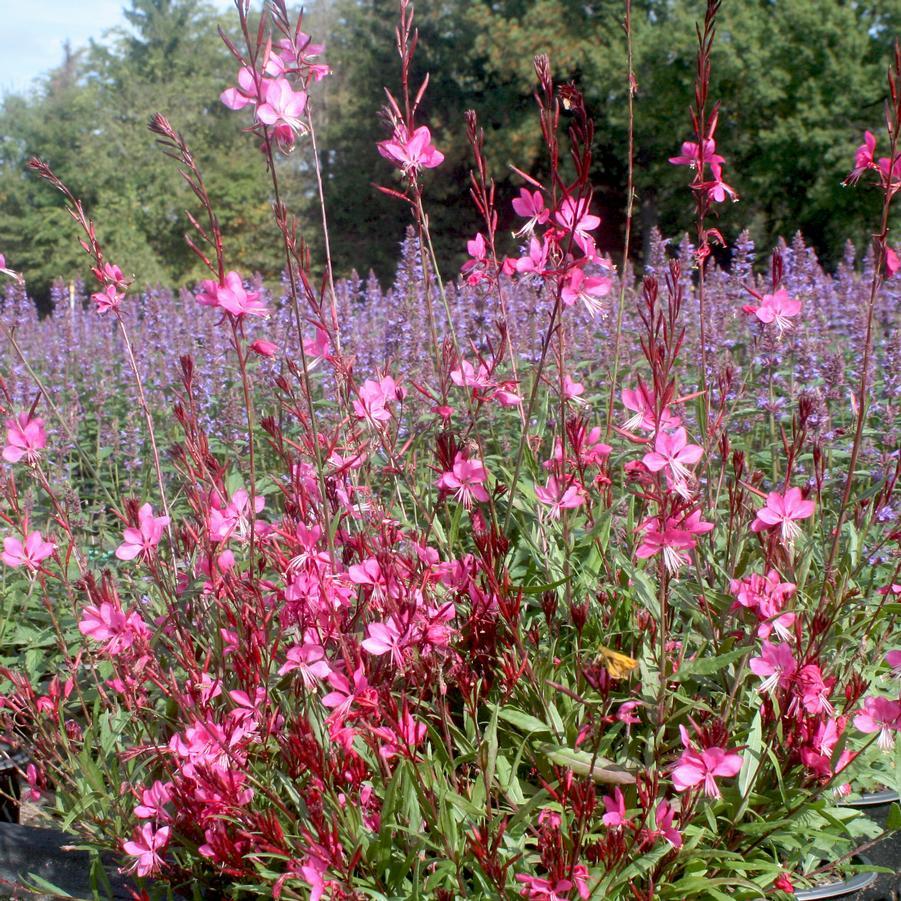 Gaura Lindheimeri Belleza Dark Pink - View 10 from www redcrocus com
