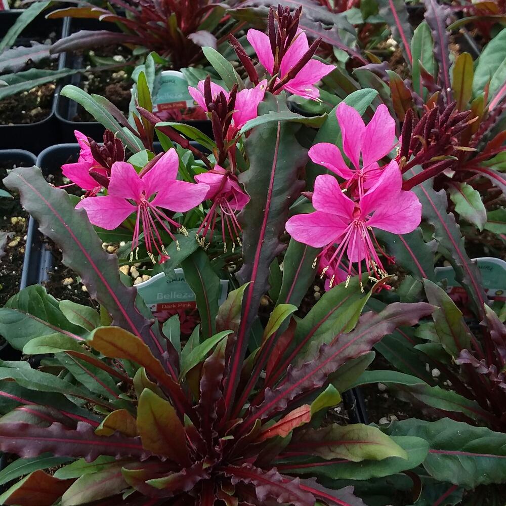 Gaura Lindheimeri Belleza Dark Pink - View 12 from www redcrocus com