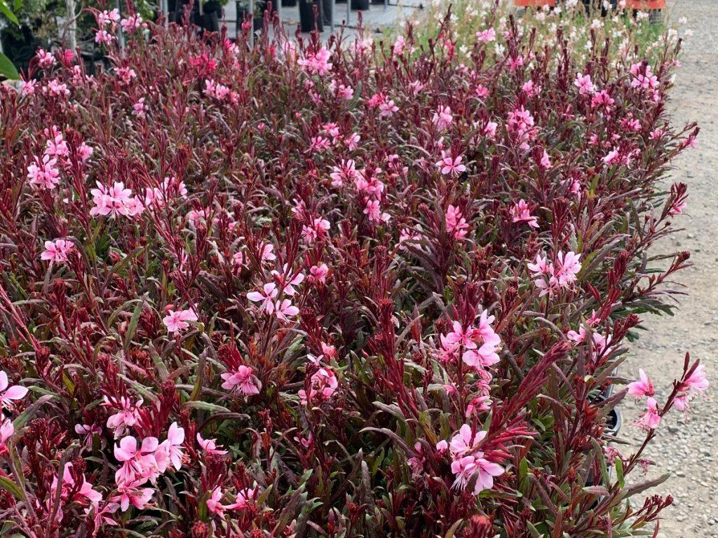Gaura Lindheimeri Belleza Dark Pink - View 13 from www redcrocus com