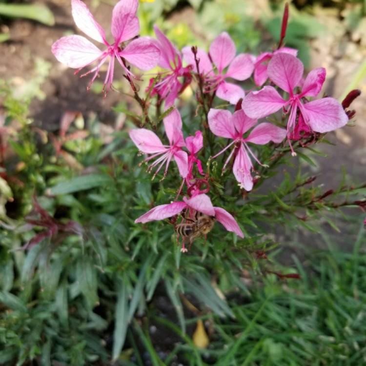 Gaura Lindheimeri Belleza Dark Pink - View 14 from www redcrocus com