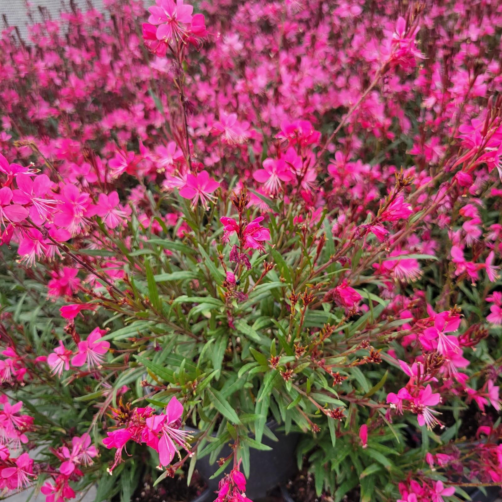 Gaura Lindheimeri Belleza Dark Pink - View 15 from www redcrocus com