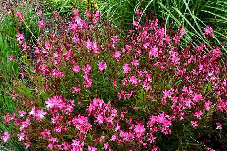 Gaura Lindheimeri Belleza Dark Pink - View 17 from www redcrocus com