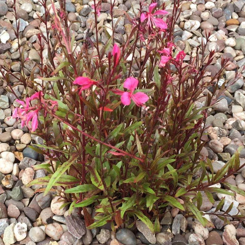Gaura Lindheimeri Belleza Dark Pink - View 18 from www redcrocus com