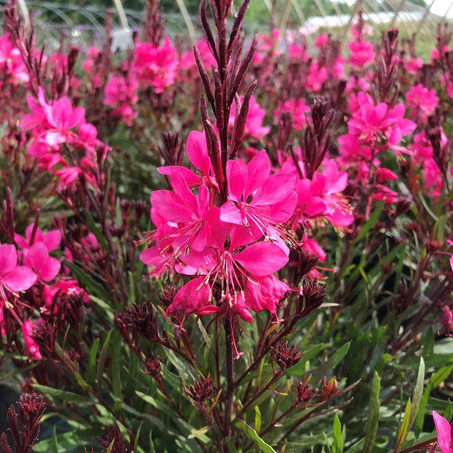 Gaura Lindheimeri Belleza Dark Pink - View 1 from www redcrocus com