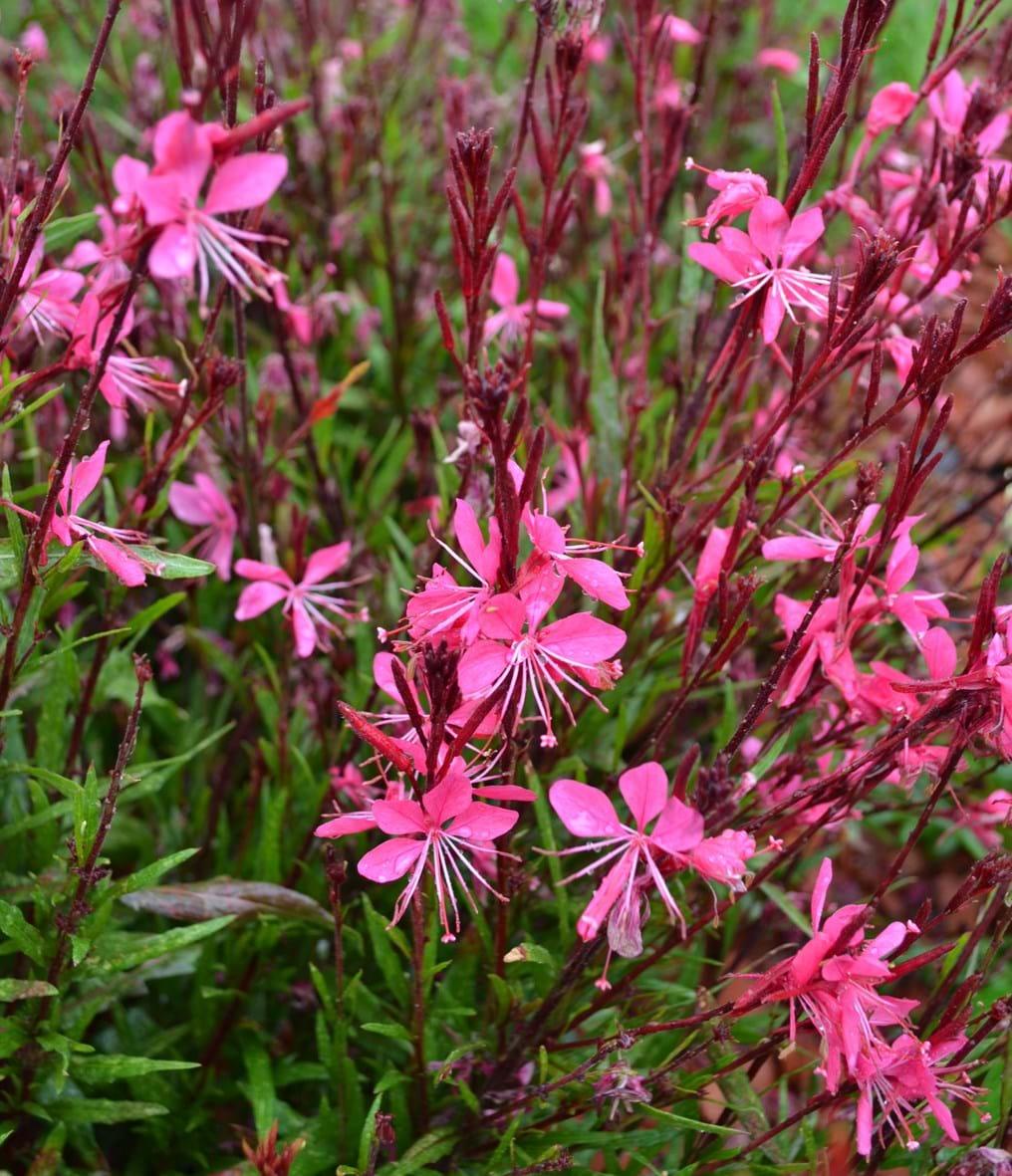 Gaura Lindheimeri Belleza Dark Pink - View 2 from www redcrocus com