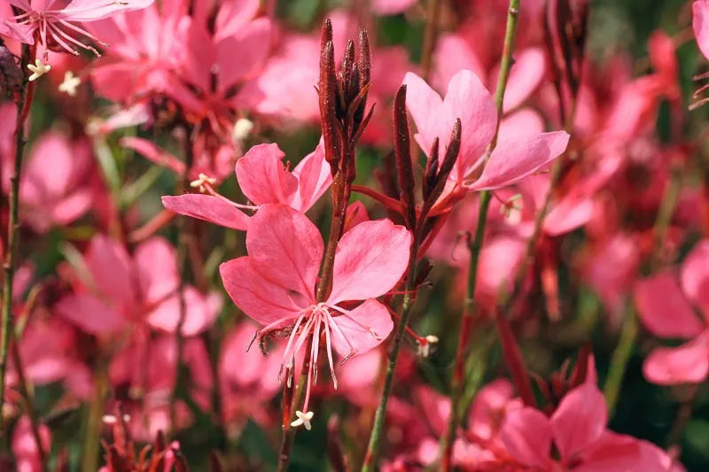 Gaura Lindheimeri Belleza Dark Pink - View 3 from www redcrocus com