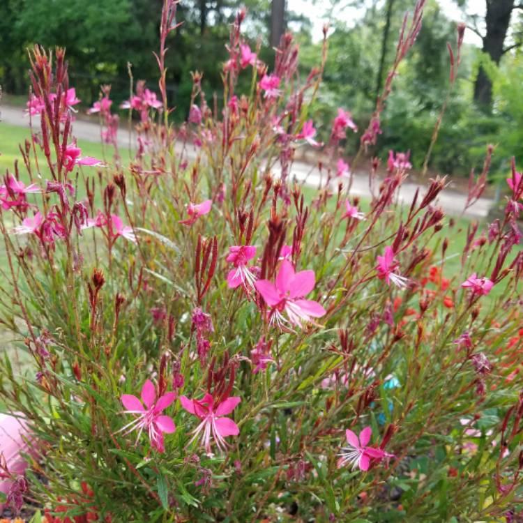 Gaura Lindheimeri Belleza Dark Pink - View 4 from www redcrocus com