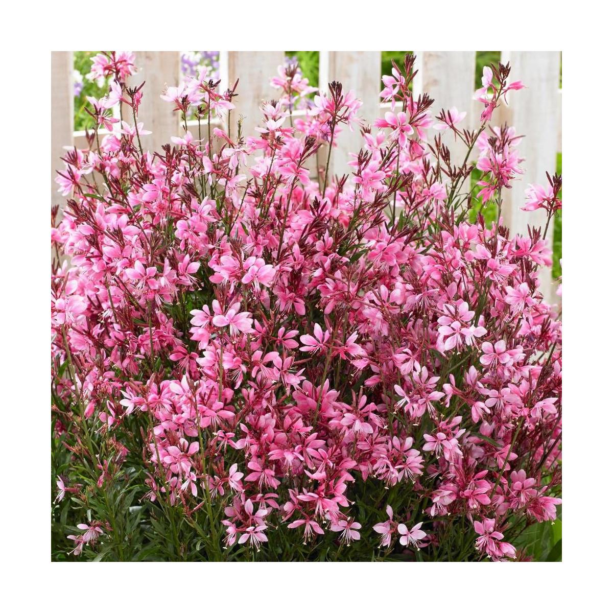 Gaura Lindheimeri Belleza Dark Pink - View 6 from www redcrocus com