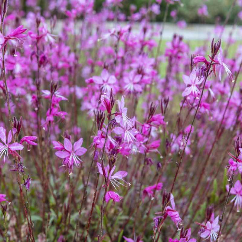 Gaura Lindheimeri Belleza Dark Pink - View 7 from www redcrocus com