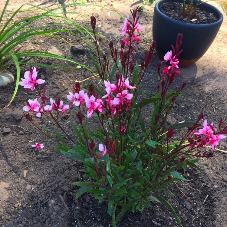 Gaura Lindheimeri Belleza Dark Pink - View 8 from www redcrocus com
