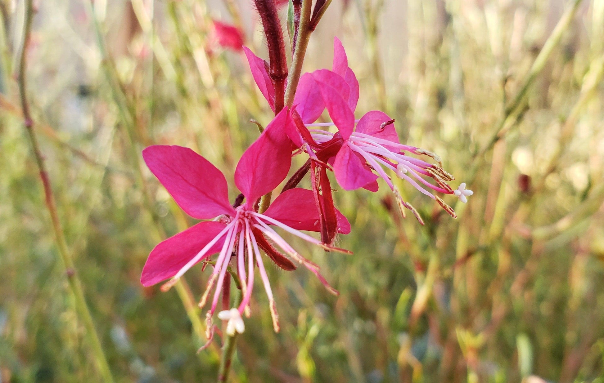 Gaura Lindheimeri Belleza Dark Pink - View 9 from www redcrocus com