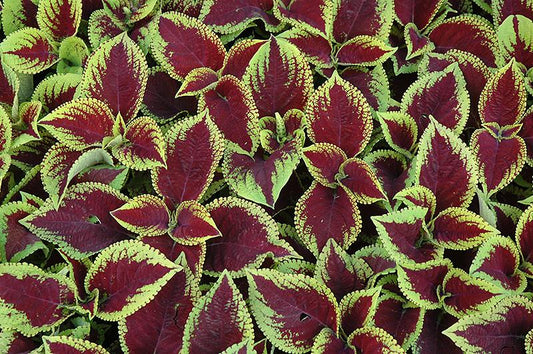 Coleus Kong Jr  Scarlet - View 1 from www redcrocus com