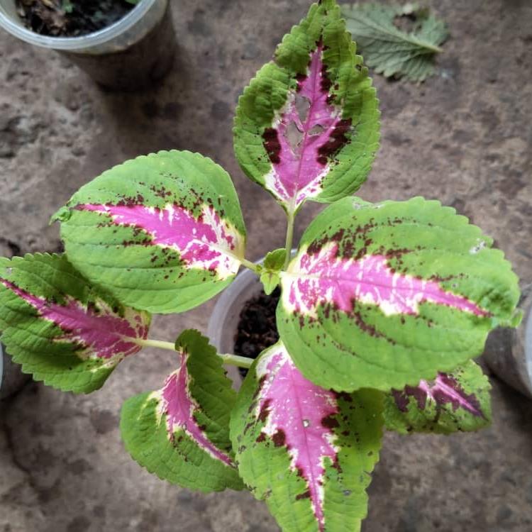 Coleus Kong Jr  Green Halo - View 10 from www redcrocus com
