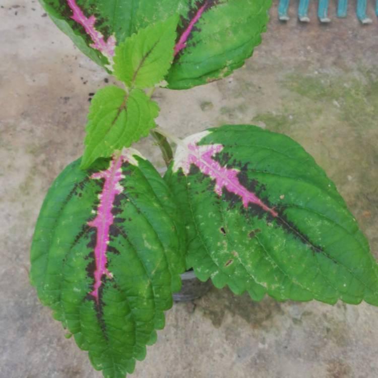 Coleus Kong Jr  Green Halo - View 13 from www redcrocus com