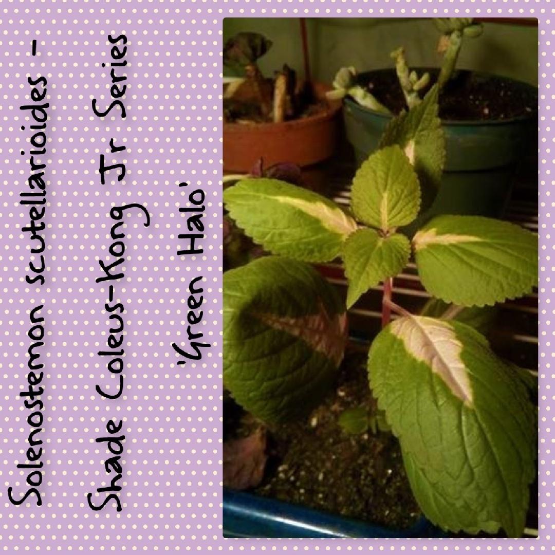 Coleus Kong Jr  Green Halo - View 14 from www redcrocus com
