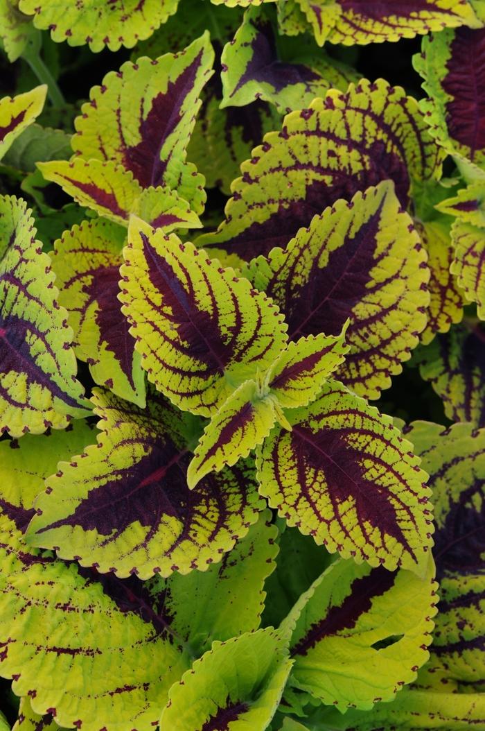 Coleus Kong Jr  Green Halo - View 15 from www redcrocus com