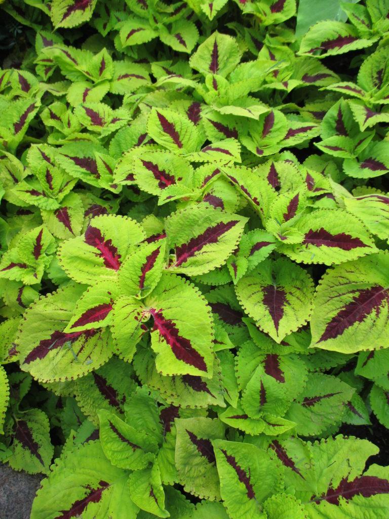 Coleus Kong Jr  Green Halo - View 16 from www redcrocus com
