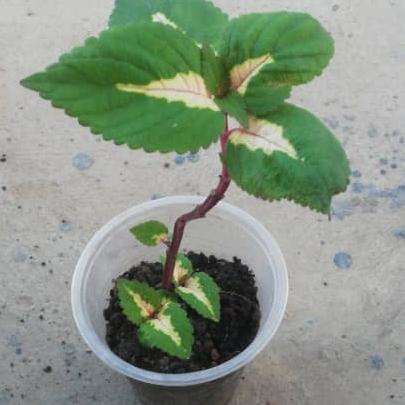 Coleus Kong Jr  Green Halo - View 17 from www redcrocus com