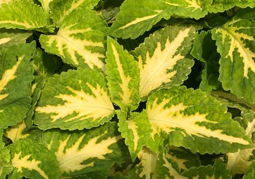 Coleus Kong Jr  Green Halo - View 2 from www redcrocus com