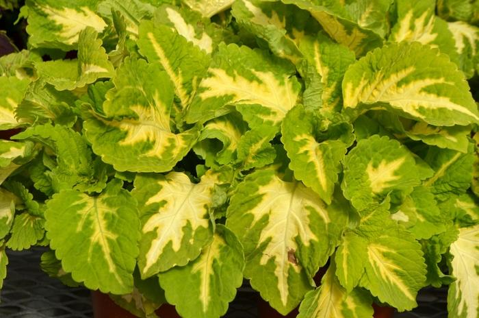 Coleus Kong Jr  Green Halo - View 3 from www redcrocus com